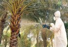 Destroy investments worth 13 billion dollars.. What is the red palm weevil?