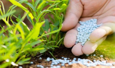 Ghana is looking to import fertilizers from Egypt