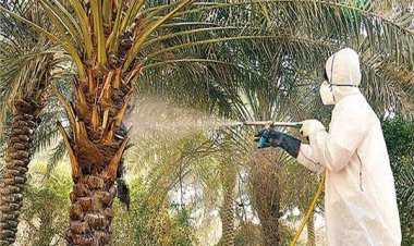 Destroy investments worth 13 billion dollars.. What is the red palm weevil?