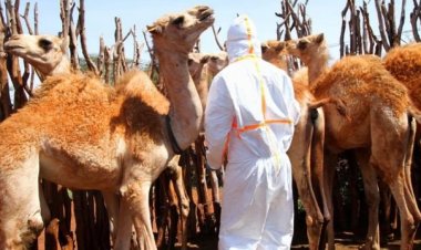 After Corona..  A dangerous virus threatens humanity