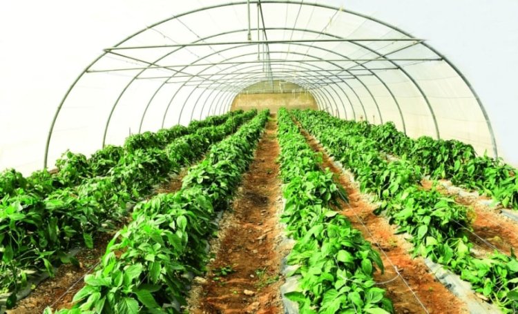 150 billion EGP.. A new government initiative to support industry and agriculture