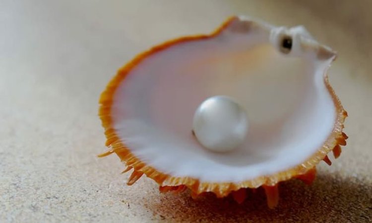 $425 million .. An increase in Egypt's pearl exports to UAE